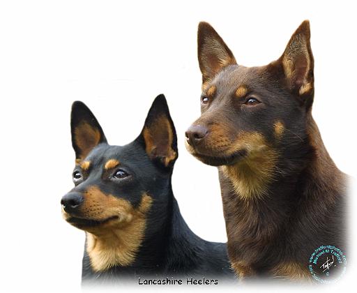 Lancashire Heeler 9T003D-074_2.JPG